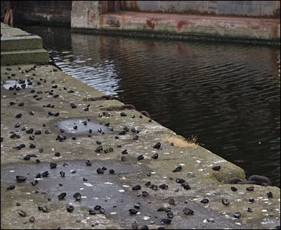 St. Malo, France, mussels eaten by birds st malo, france, mussels picture