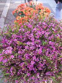 April showers, April flowers: a flower stand at the Bastille open market Paris in April flowers 1
