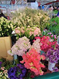 April in Paris flowers 2